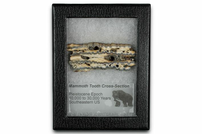 Mammoth Molar Slice With Case - South Carolina #349995